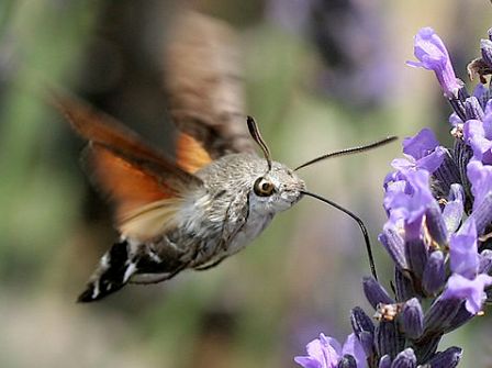 The hummingbird hawk moth or the white-lined sphinx hovers in midair while it feeds on nectar from flowers